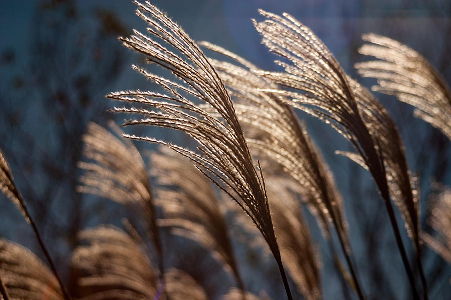 Sunlit Grass Photograph by Jay Stockhaus