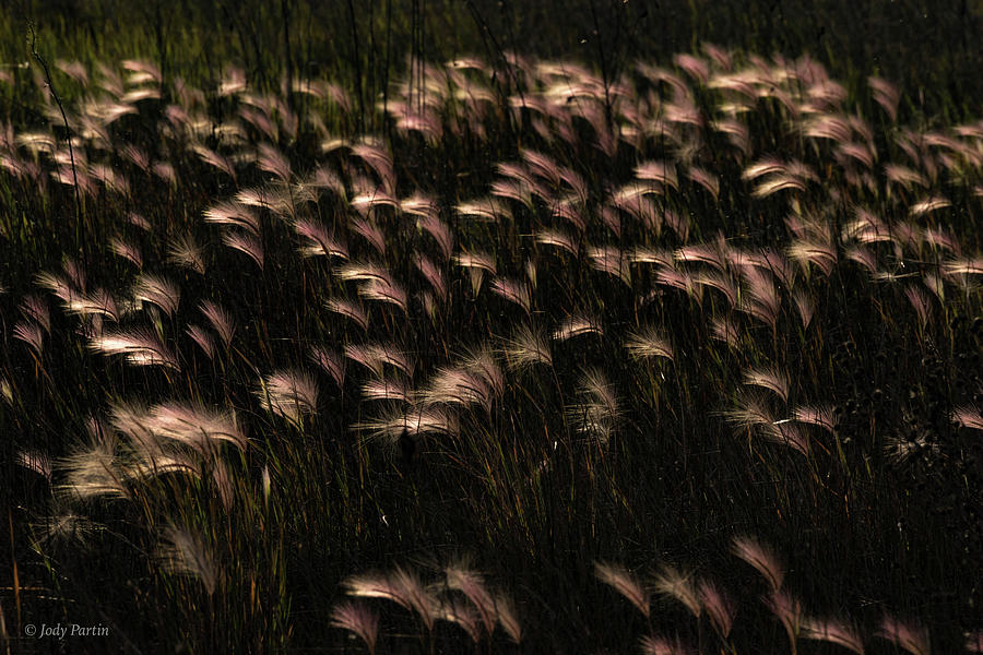 Sunlit Grass Photograph by Jody Partin