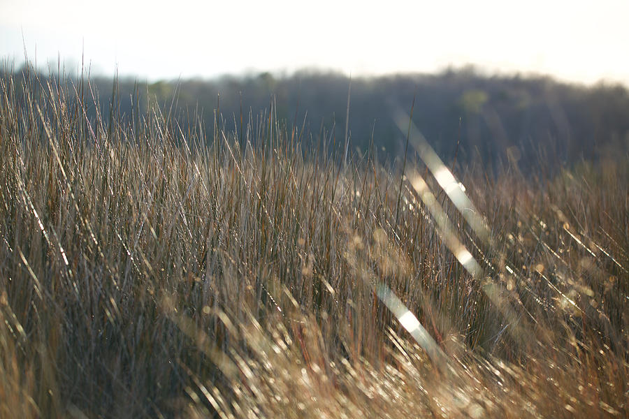 Sunlit Grass Photograph by Lara Morrison