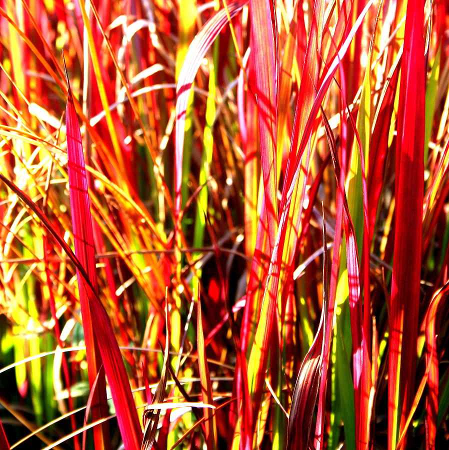 Grass Photograph - Sunlit Grass by Laurel Talabere