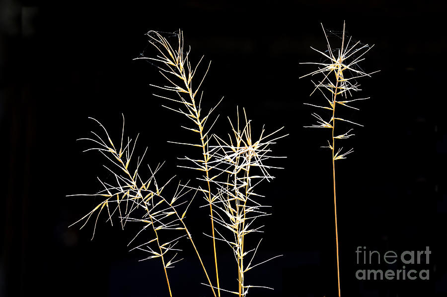 Sunlit Grass No 1 9541 Photograph by Ken DePue