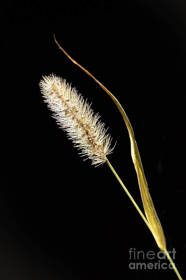 Sunlit Grass No 2 9558 Photograph by Ken DePue