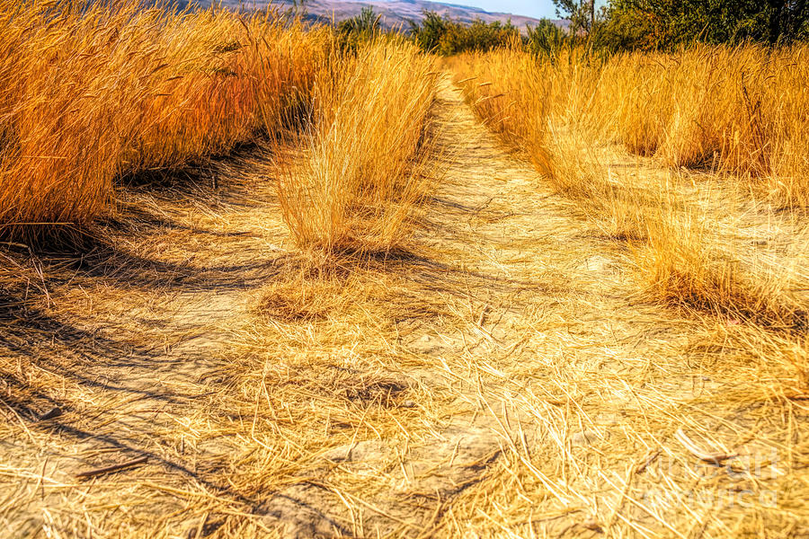 Fall Photograph - Sunlit grasses by Wendy Elliott