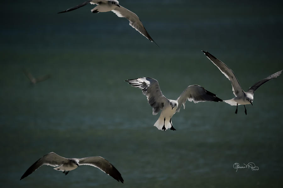 Sunlit Gulls Photograph by Susan Molnar