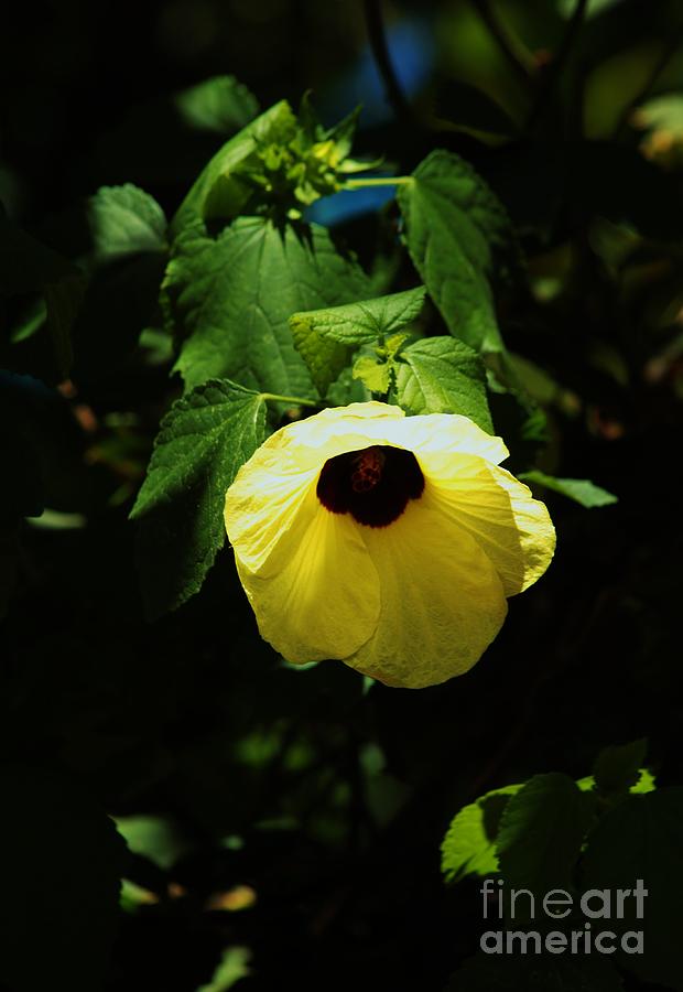 Sunlit Hau Blossom Photograph by Craig Wood
