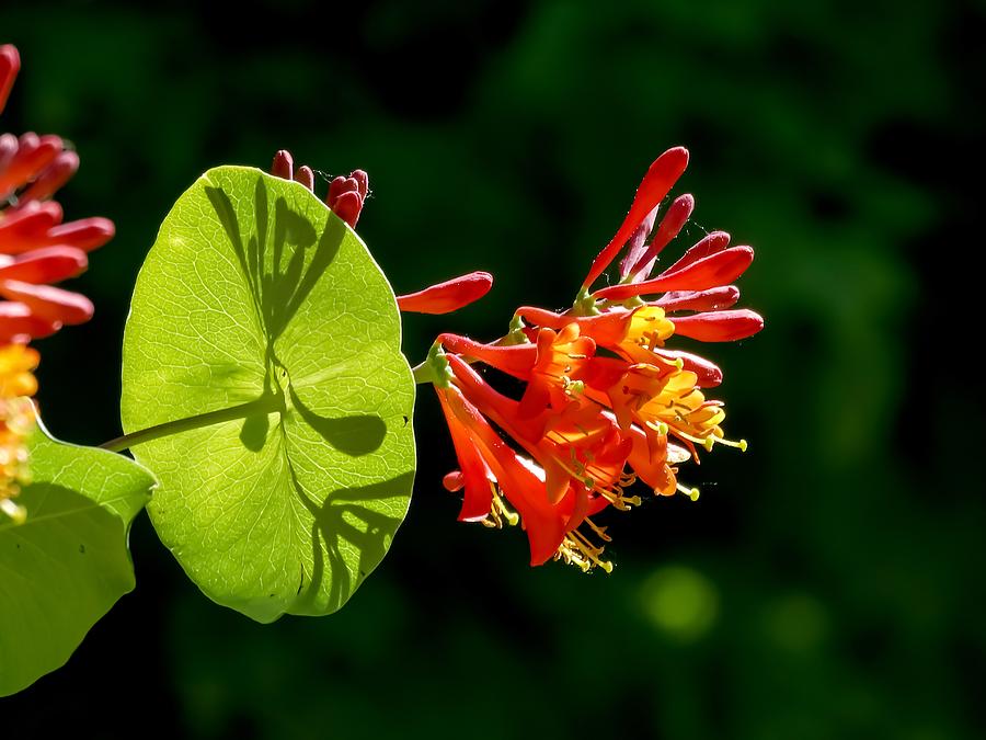 Flower Photograph - Sunlit Honeysuckle Vine by Cynthia Woods