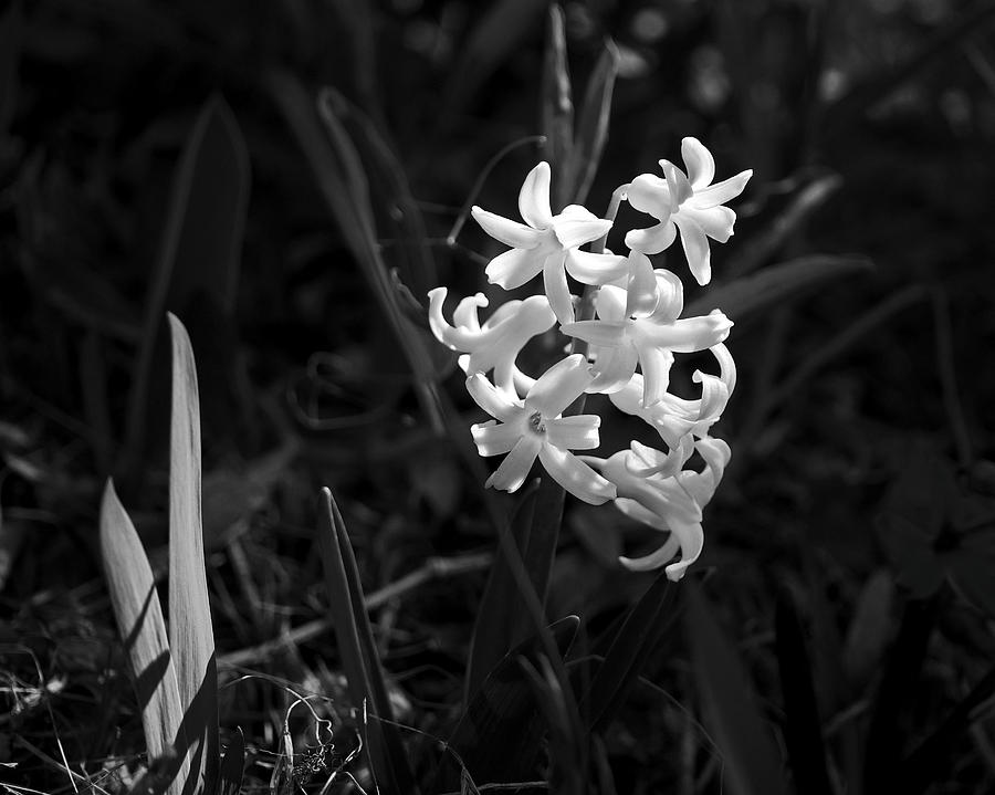 Sunlit Hyacinth Photograph by Rona Black