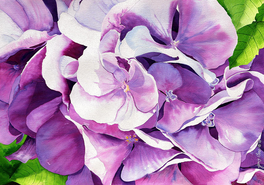 Summer Painting - Sunlit Hydrangea by Janis Grau