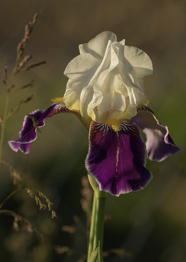 Sunlit Iris Photograph by Angie Vogel