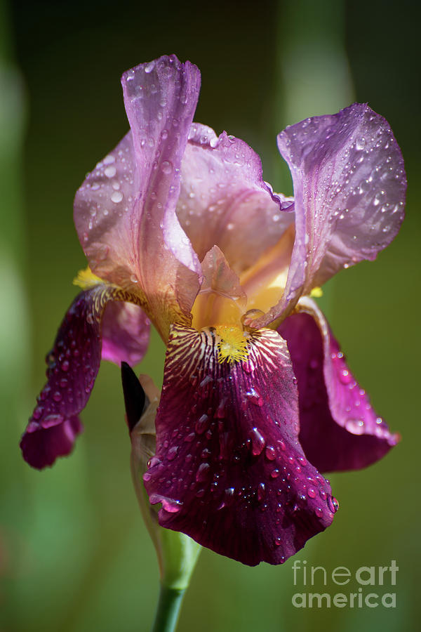 Sunlit Iris Photograph by Carol Lloyd