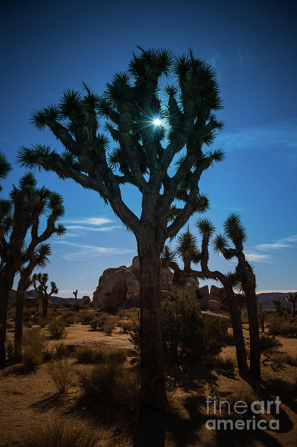 Sunlit Joshua Tree #1 Photograph by Blake Webster