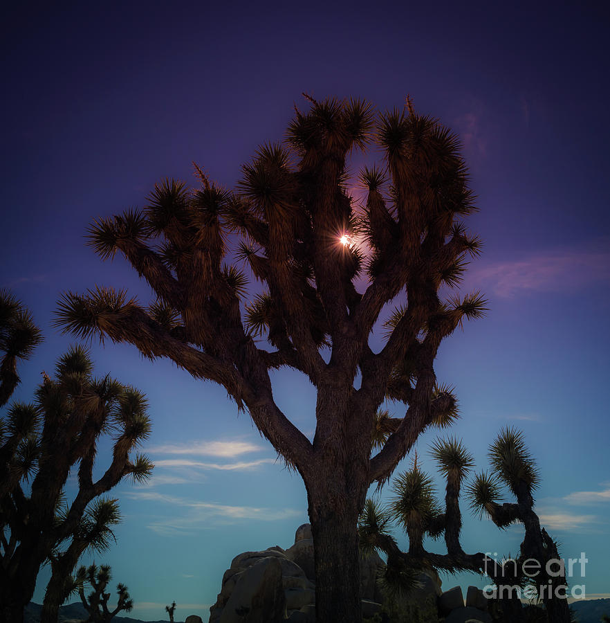 Sunlit Joshua Tree #2 Photograph by Blake Webster