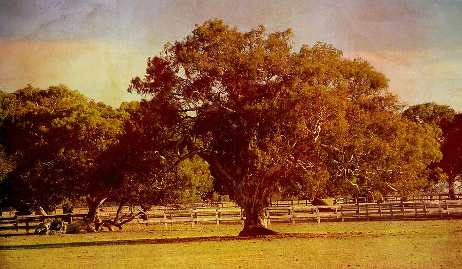 Tree Photograph - Sunlit Landscape by Georgiana Romanovna