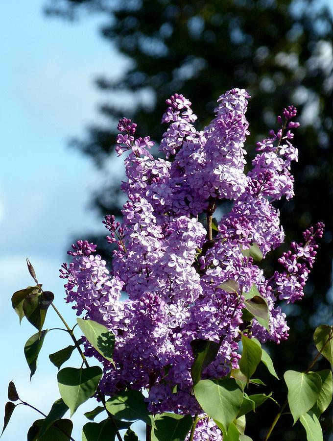 Sunlit Lavender Lilacs Photograph by Will Borden