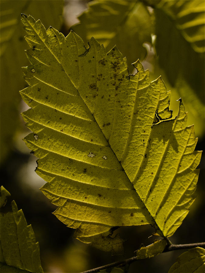 Sunlit Leaf Photograph
