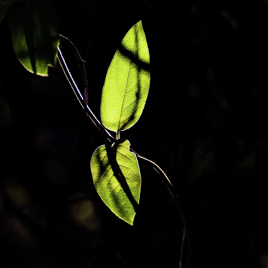 Sunlit Leaves Photograph by Jay Stockhaus