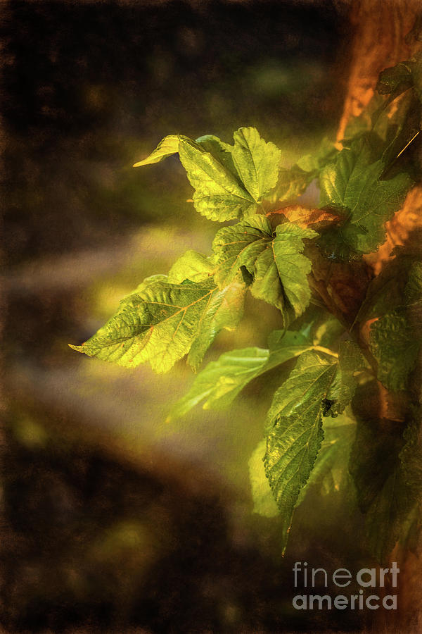 Sunlit Leaves Photograph by Wendy Elliott
