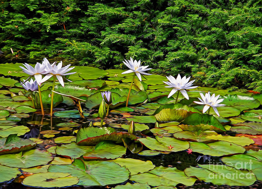 Nature Photograph - Sunlit Lily Pond by Kaye Menner by Kaye Menner