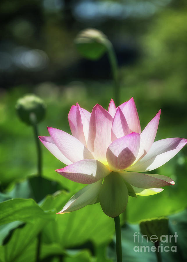Sunlit Lotus Blossom Photograph by Karen Jorstad