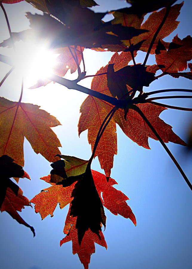 Sunlit Maple Leaves Photograph by Cricket Hackmann