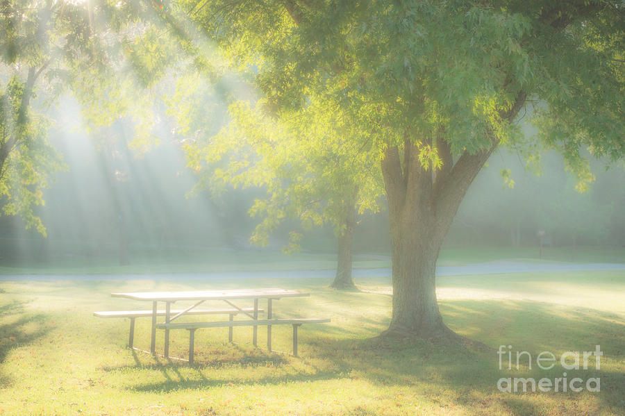 Sunlit Morning Photograph by Tamyra Ayles