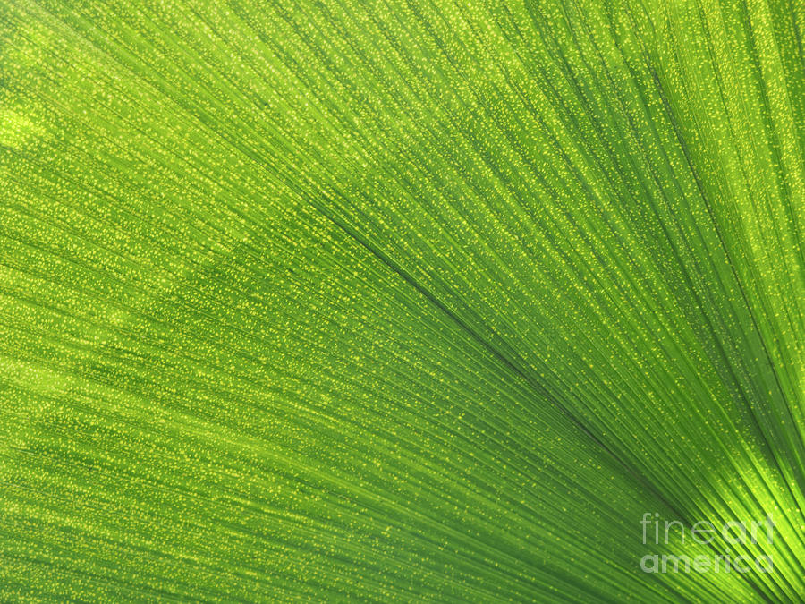 Sunlit Palm Leaf Photograph by Ann Horn