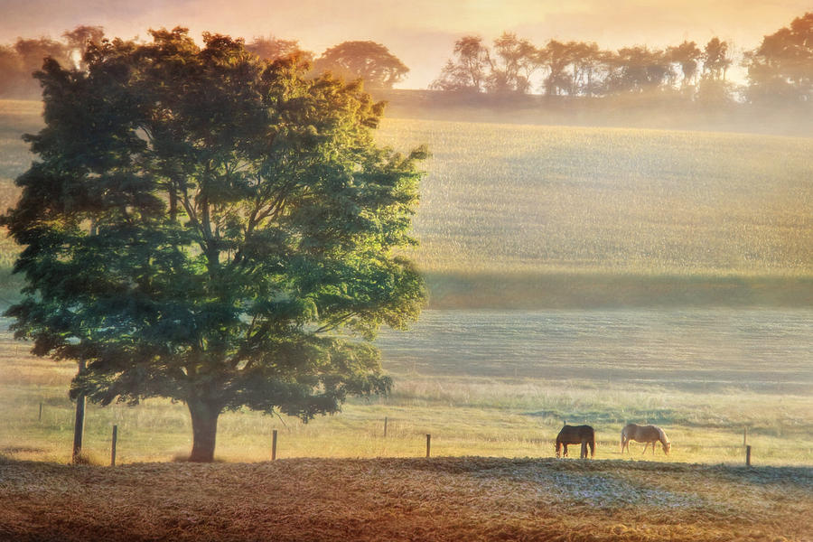 Sunlit Pasture Photograph by Lori Deiter