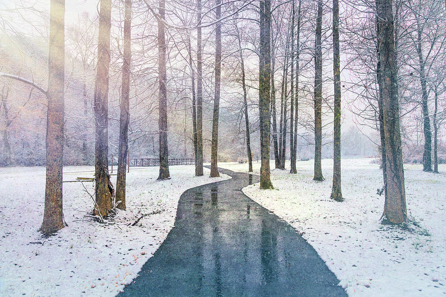 Sunlit Path in the Snow Photograph by Debra and Dave Vanderlaan