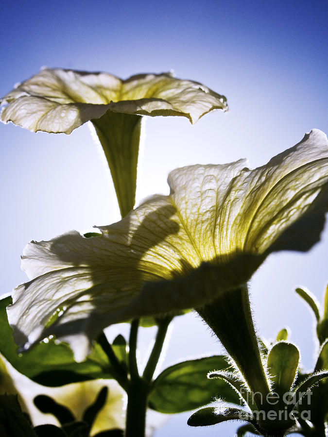 Sunlit Petunias Photograph by Ray Laskowitz - Printscapes