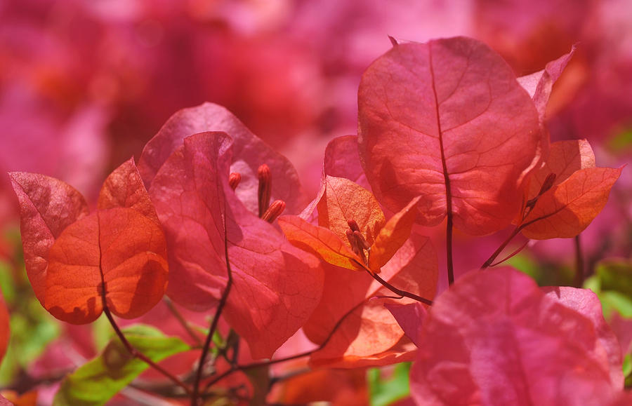 Spring Photograph - Sunlit Pink-orange Bougainvillea by Rona Black