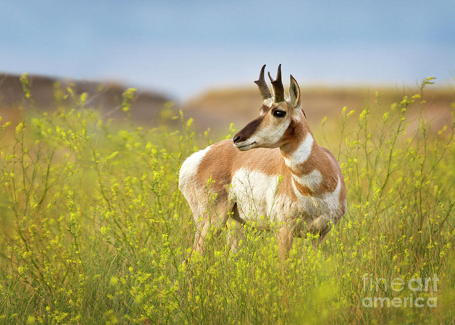 Sunlit Pronghorn Surrounded by Yellow flowers Photograph by Karen Jorstad