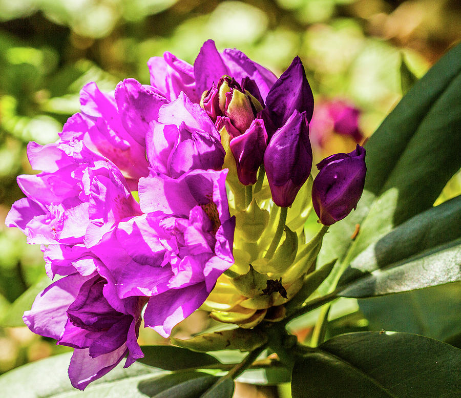 Sunlit purple flowers  Photograph by Ed James