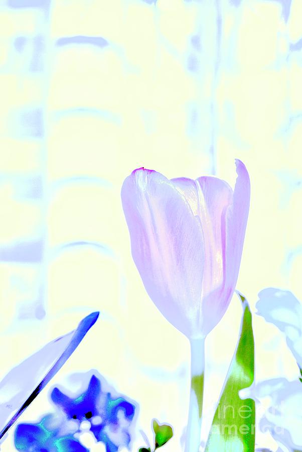 Sunlit Purple Tulip Photograph by Margie Avellino