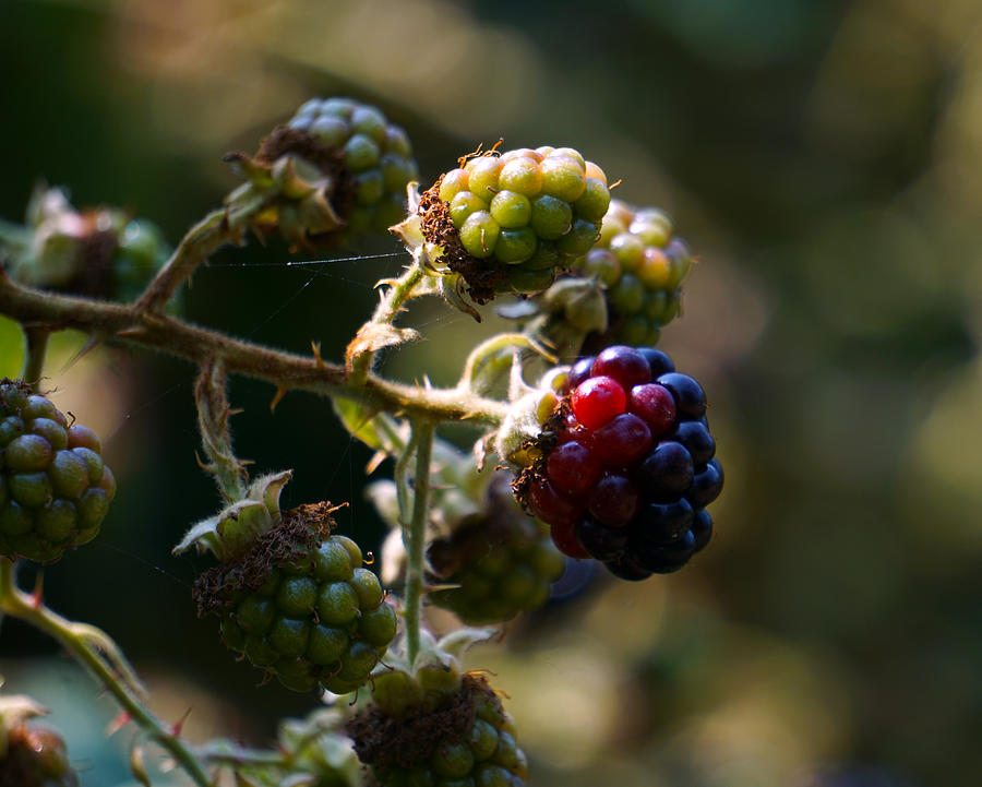 Sunlit Rasberries  Photograph by Wayne Enslow