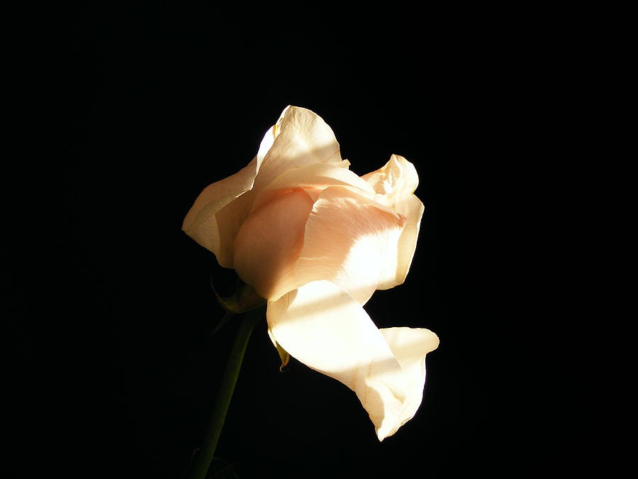 Sunlit Rose Bud Photograph by Margie Avellino