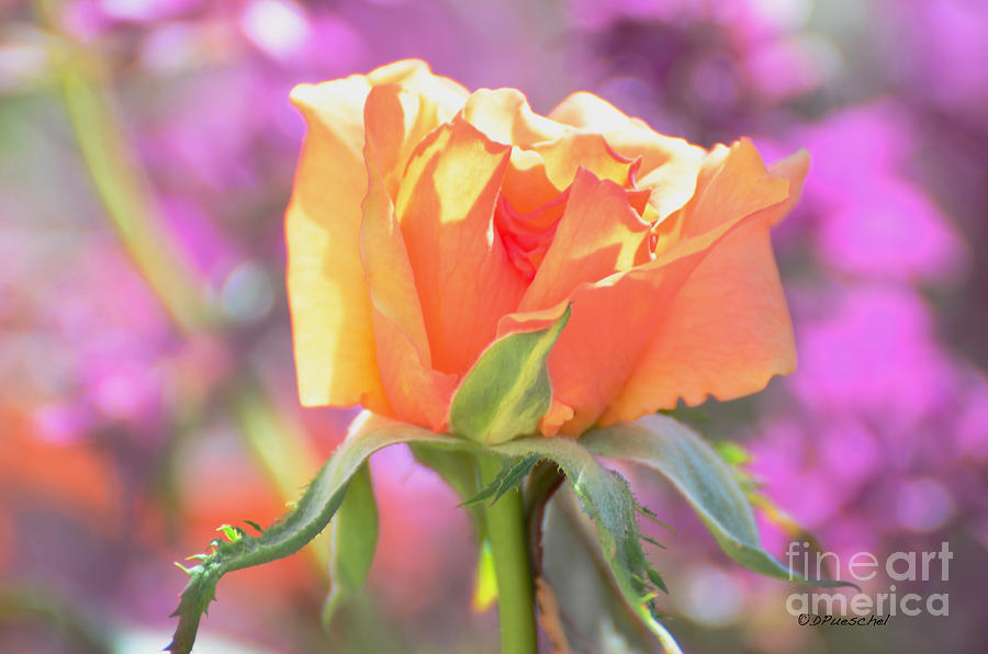 Nature Photograph - Sunlit Rose by Debby Pueschel