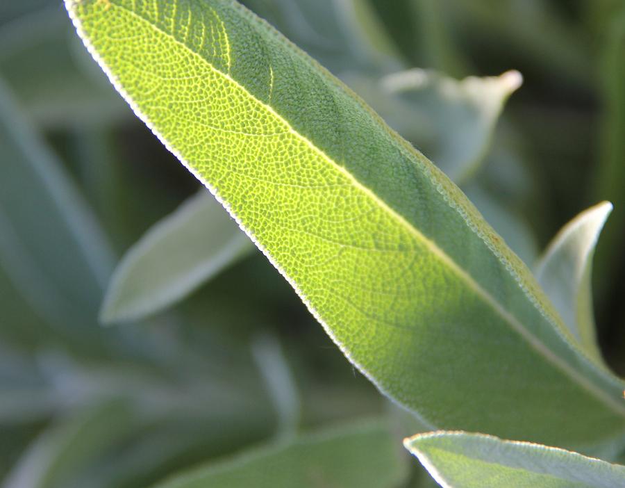 Sunlit Sage Leaf Photograph by Elizabeth Sullivan