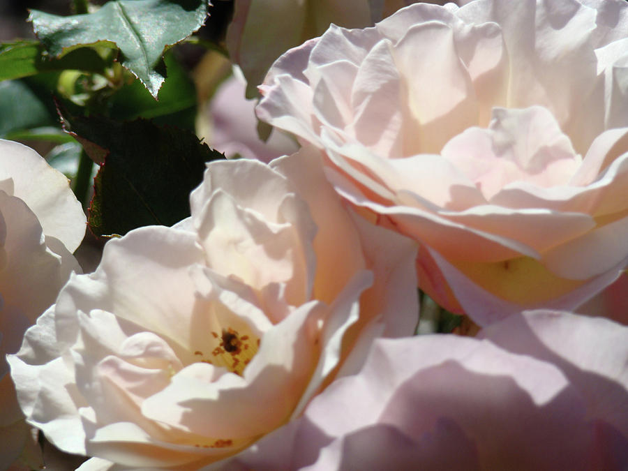 Sunlit Soft Pink Roses art prints Rose Garden Baslee Troutman Photograph by Patti Baslee