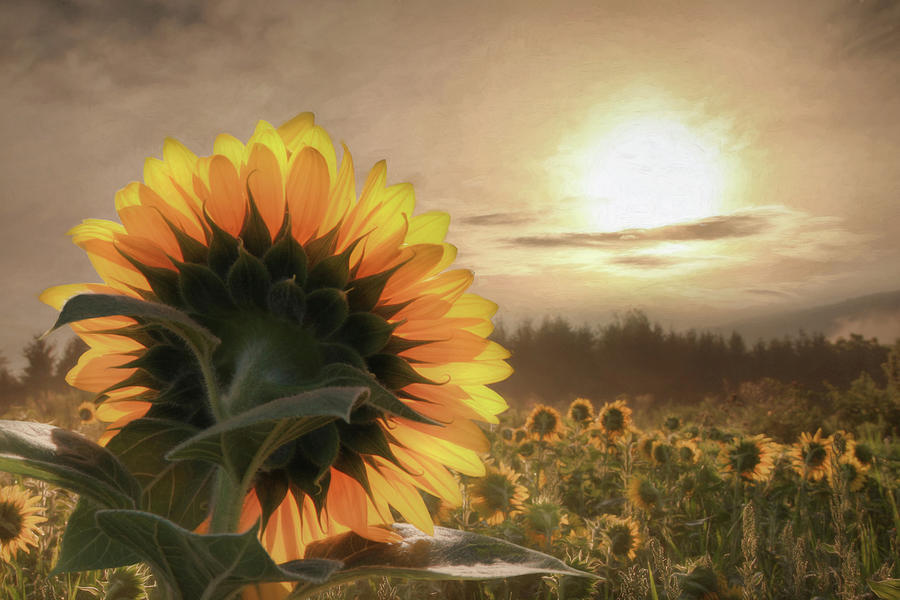 Sunlit Sunflower Photograph by Lori Deiter