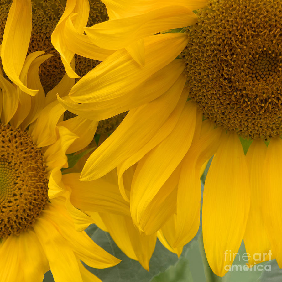 Sunflower Photograph - Sunlit Sunflower Trio by Ann Horn
