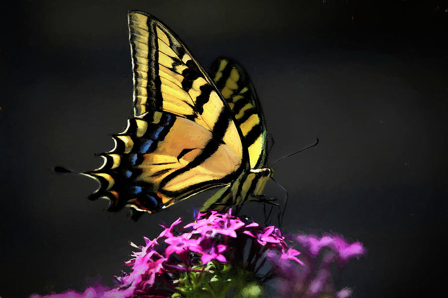 Sunlit Swallowtail Photograph by Donna Kennedy
