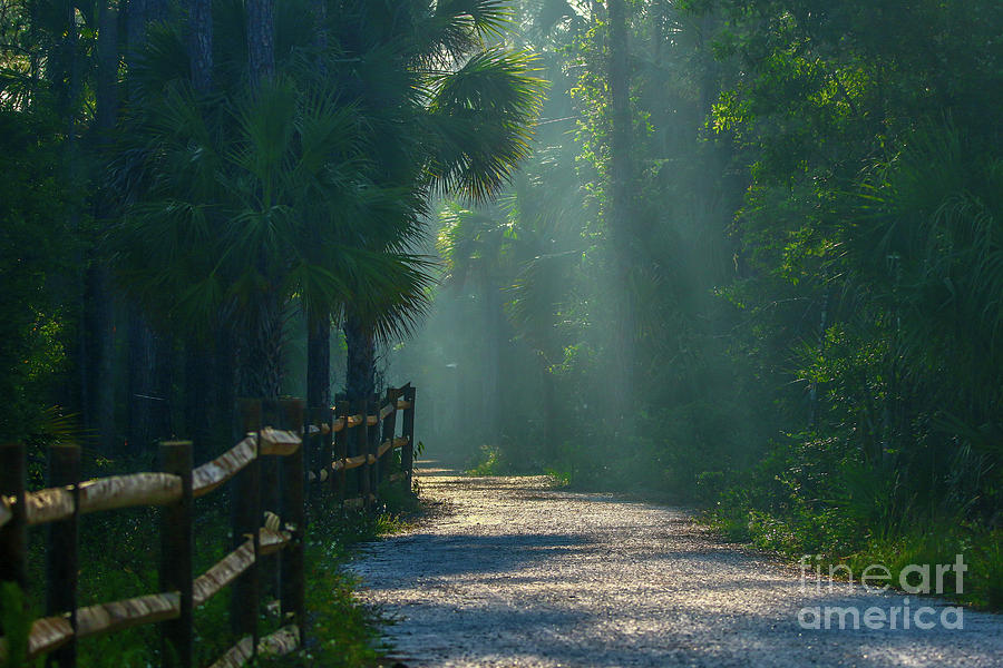 Sunlit Trail Photograph by Tom Claud