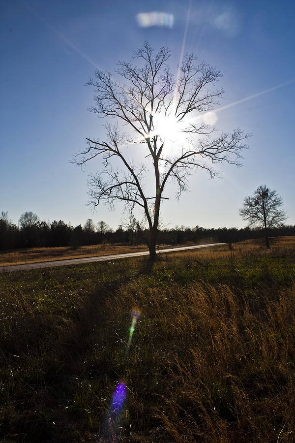 Sunlit Tree Photograph by SAndrew Photography - Fine Art America