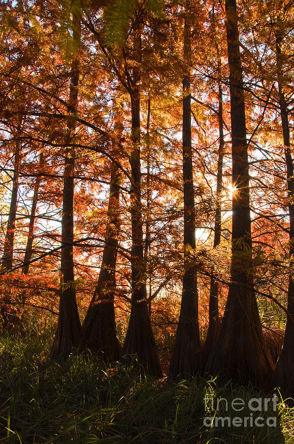 Sunlit Trees at Lake Murray Photograph by Tamyra Ayles