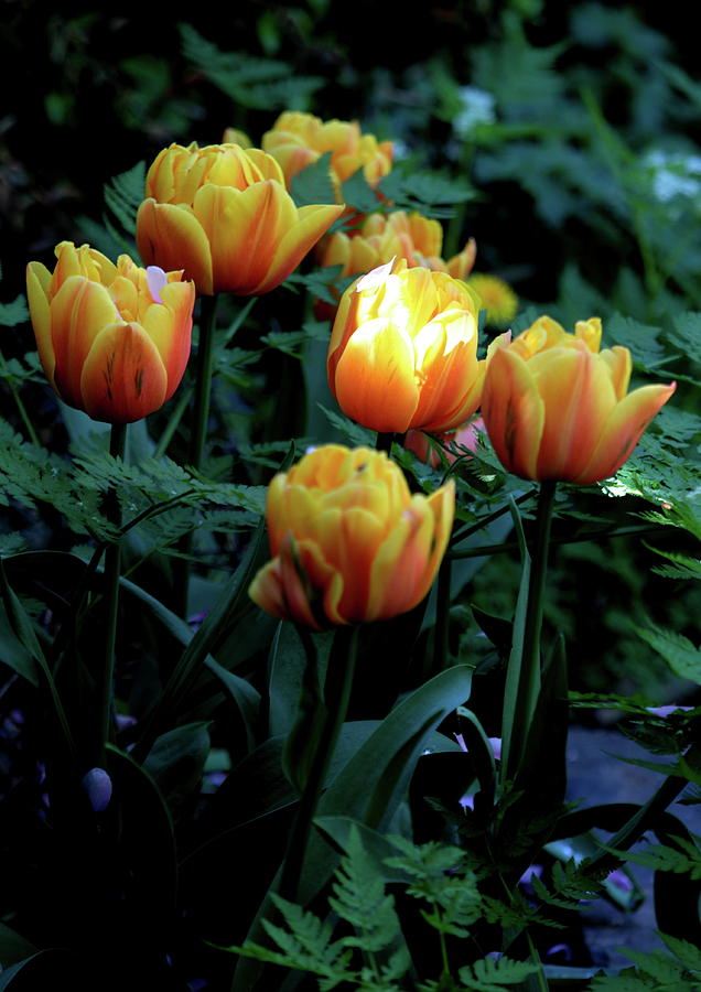 Sunlit Tulip Photograph by Ian Sanders