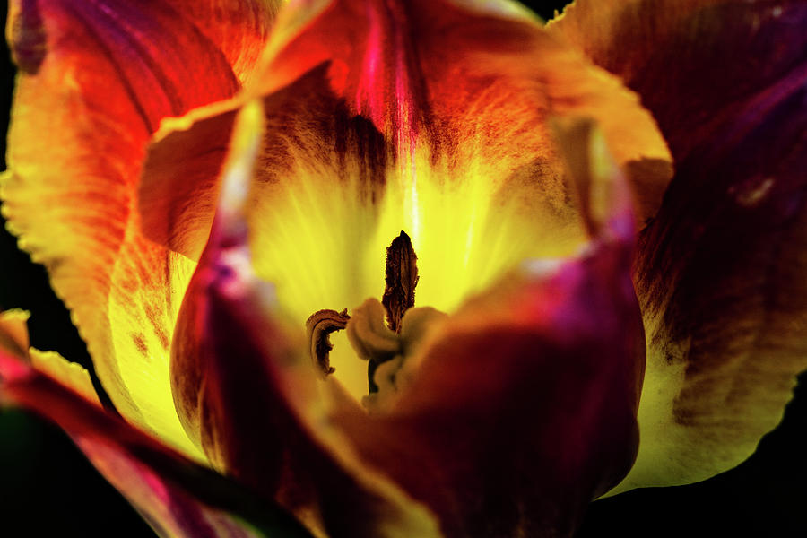Sunlit Tulip Photograph by Jay Stockhaus