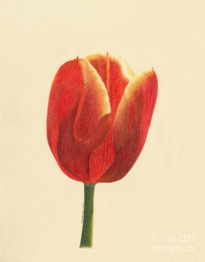 Sunlit Tulip Drawing by Phyllis Howard