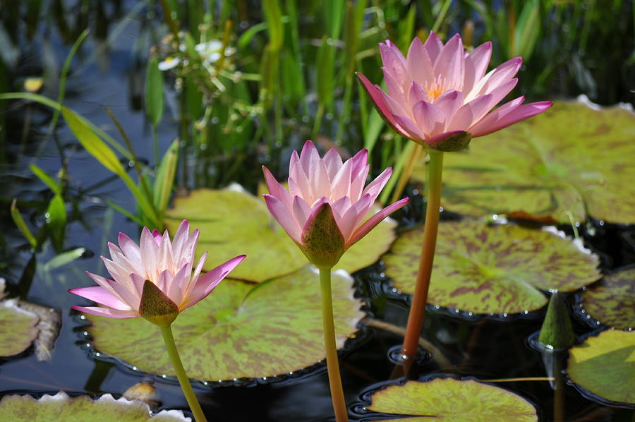 Sunlit Water Lilies Photograph by Emerita Wheeling