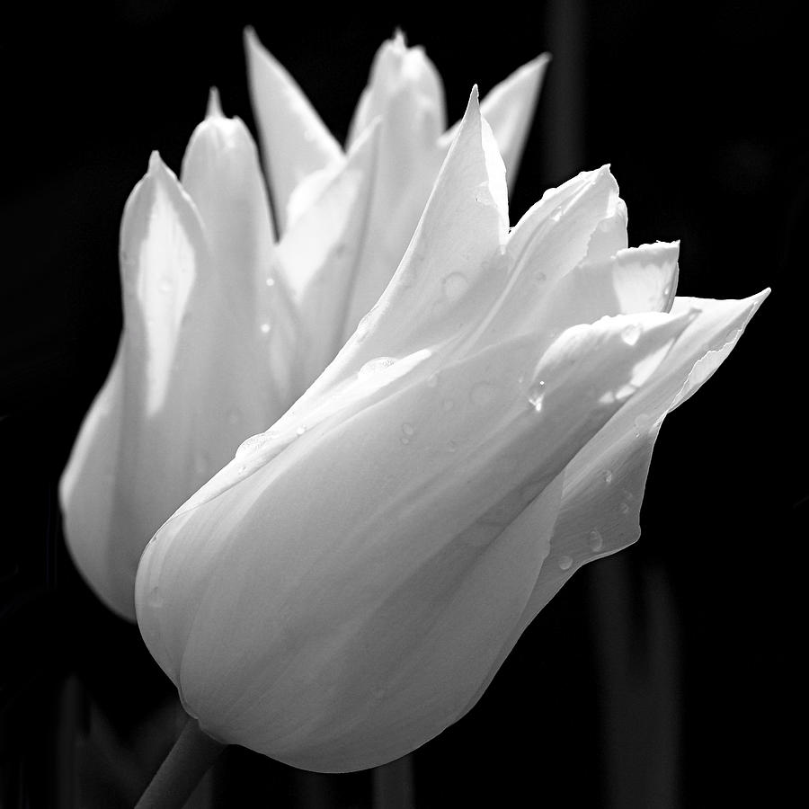 Tulip Photograph - Sunlit White Tulips by Rona Black
