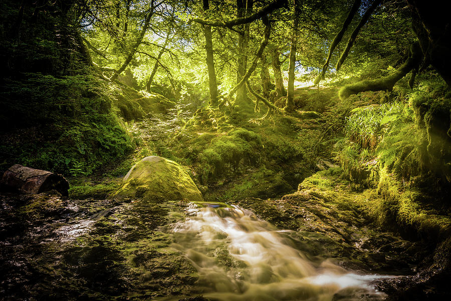 Sunlit Woodland Glade Photograph by Gareth Burge Photography - Pixels